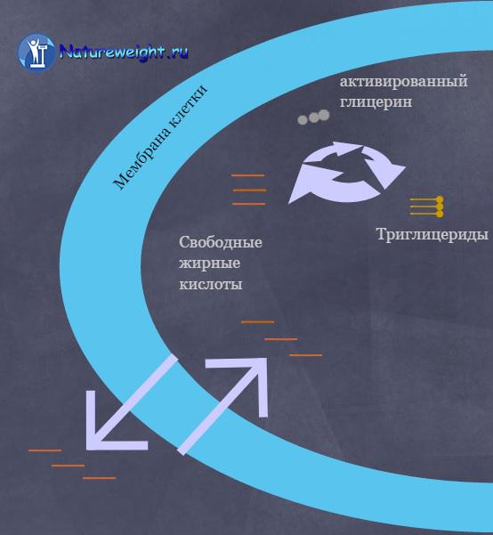 Образование триглицеридов в клетках