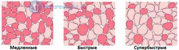 схематическое изображение медленных, быстрых и супербыстрых мышечных волокон