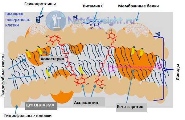 схема работы астаксантина в мембране клетки