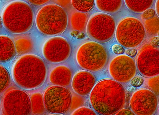 водоросль Haematococcus pluvialis