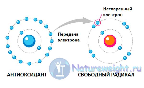 схема работы антиоксидантов