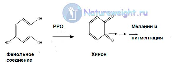 химическая реакция потемнения яблок
