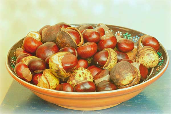 Польза и вред съедобных каштанов, как их жарить и как варить