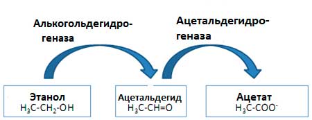 схема реакции детоксикации спирта в организме