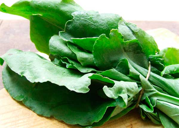 листики Rumex acetosa