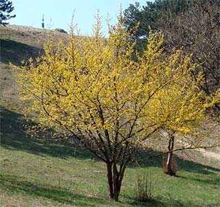 Cornus mas