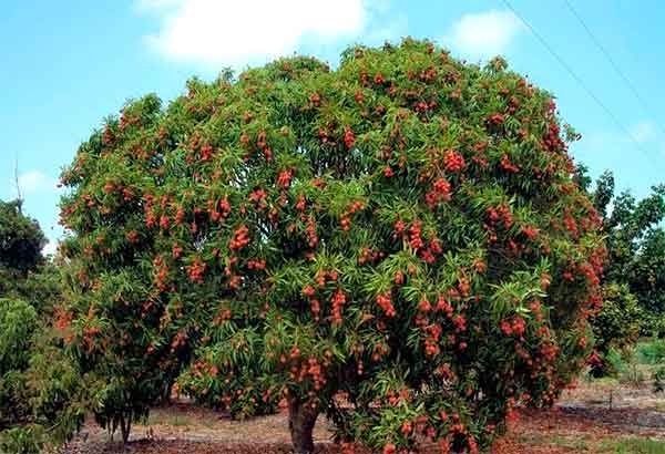 плодоношение Litchi chinensis