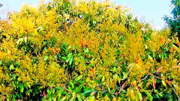 цветение Litchi chinensis
