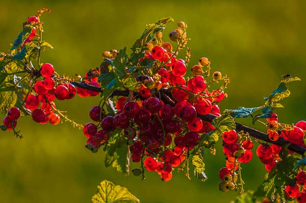 Ribes rubrum