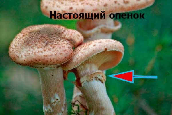 отличие ложных опят от настоящих