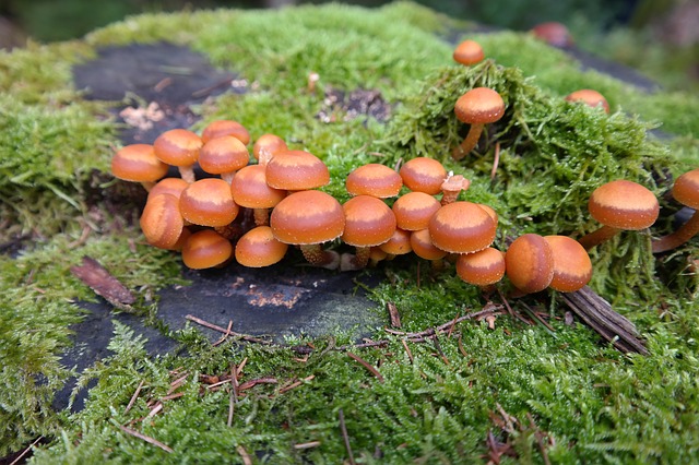 Kuehnerómyces mutábilis