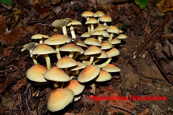 Hypholoma fasciculare