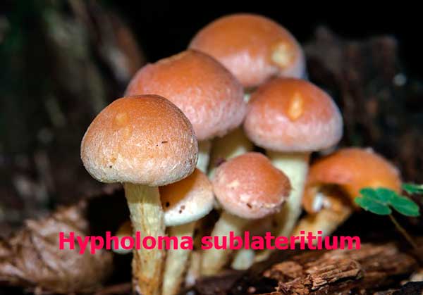 Hypholoma sublateritium