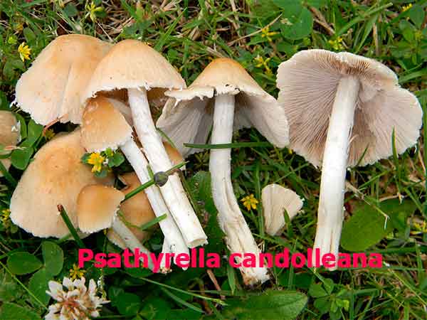 Psathyrella candolleana