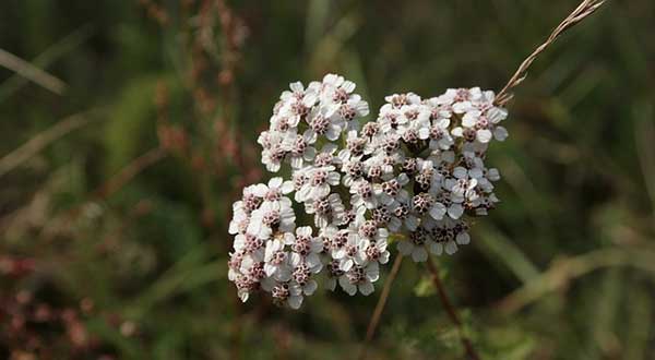 Achilléa millefólium